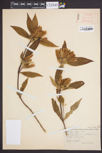 Gentiana clausa image