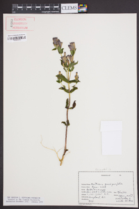 Gentianella quinquefolia image