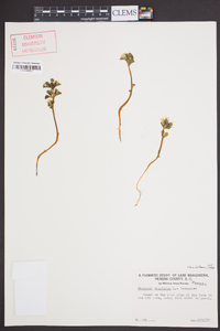 Obolaria virginica image