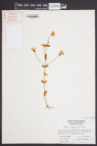 Sabatia angularis image