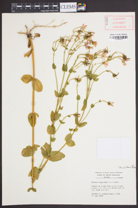 Sabatia angularis image