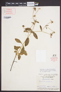 Sabatia calycina image