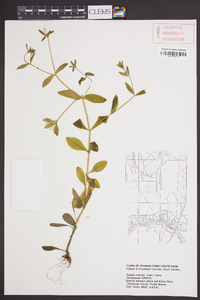 Sabatia calycina image