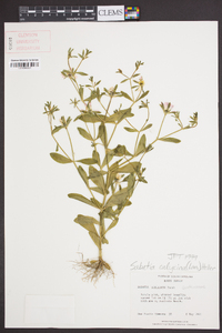 Sabatia calycina image