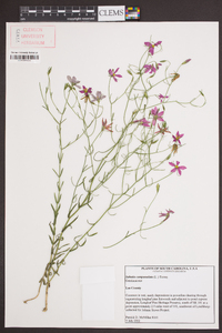 Sabatia campanulata image