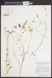 Sabatia campanulata image