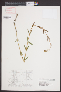 Sabatia difformis image
