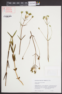 Sabatia difformis image
