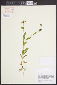 Sabatia dodecandra image