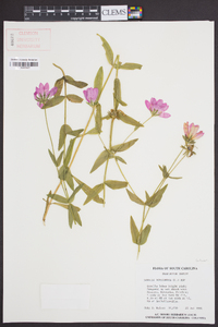 Sabatia dodecandra image