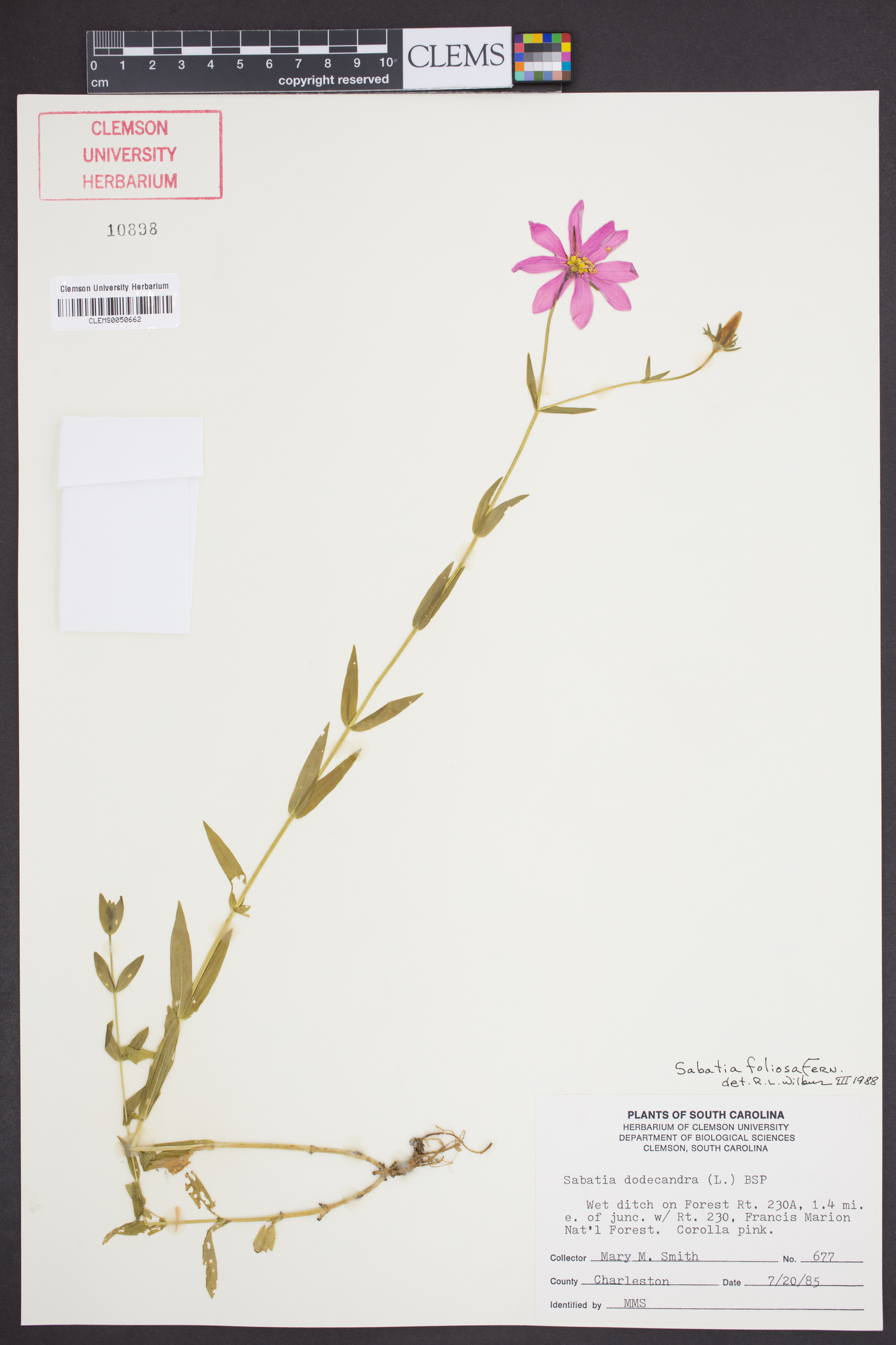 Sabatia foliosa image