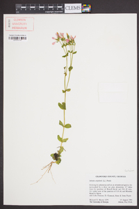 Sabatia angularis image