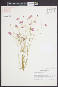 Sabatia campanulata image