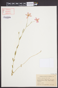 Sabatia campanulata image