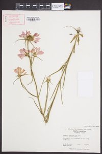 Sabatia gentianoides image