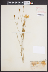 Sabatia grandiflora image