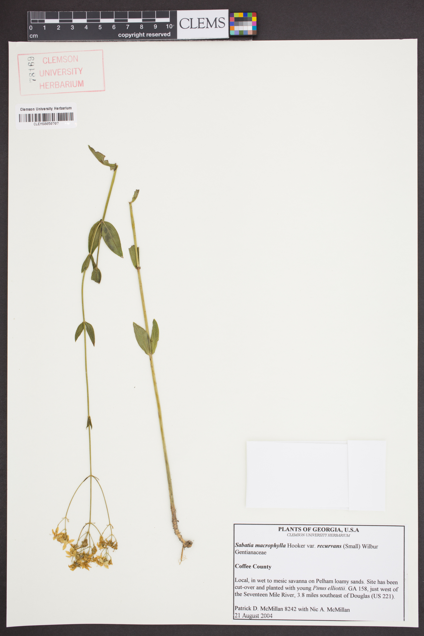 Sabatia macrophylla var. recurvans image