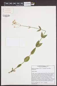 Sabatia macrophylla var. recurvans image