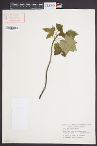 Ribes glandulosum image