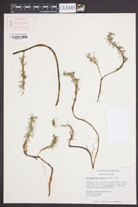 Myriophyllum pinnatum image