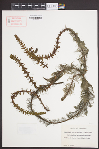 Myriophyllum heterophyllum image