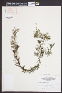 Myriophyllum spicatum image