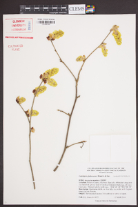 Corylopsis glabrescens image