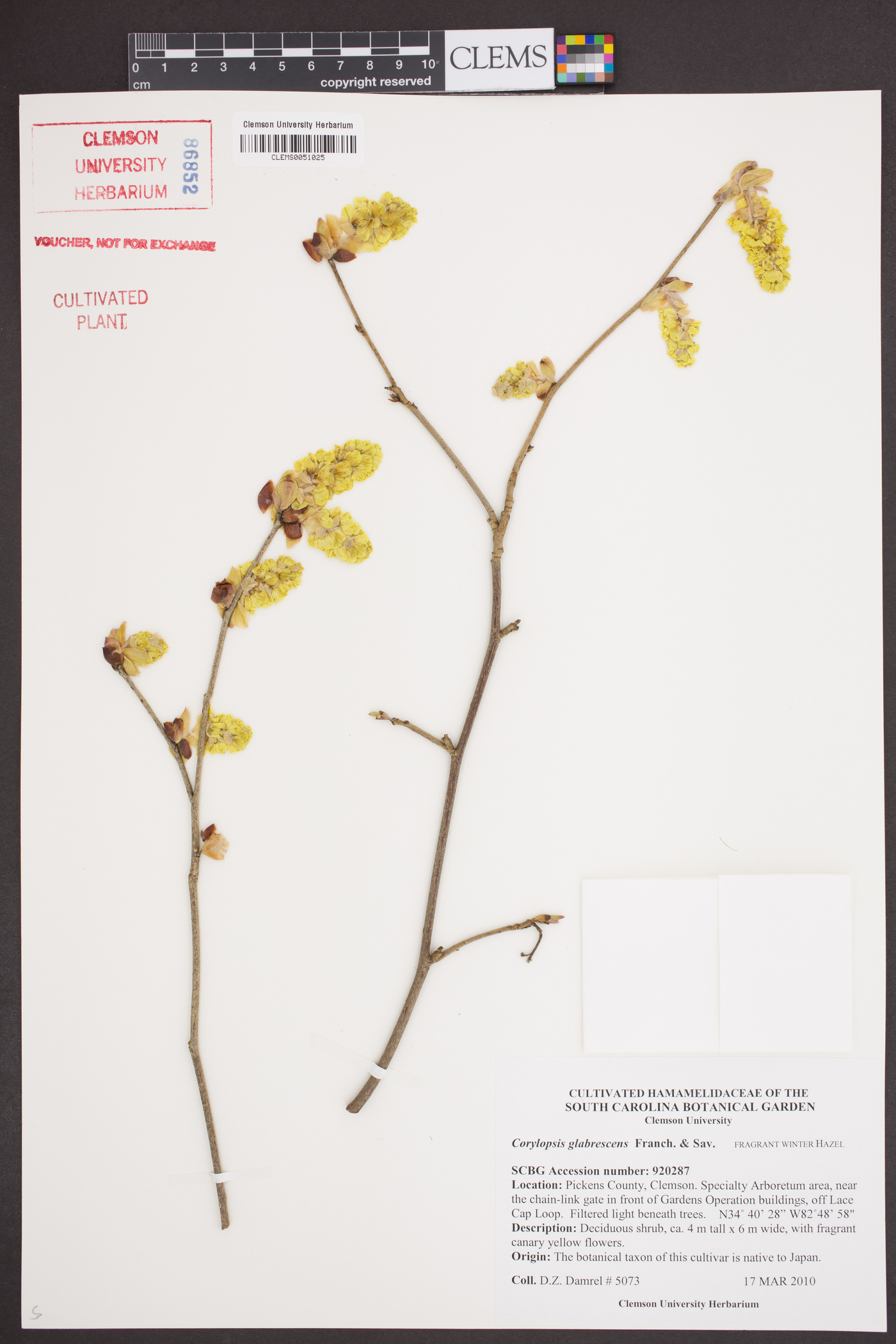 Corylopsis glabrescens image