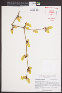 Corylopsis veitchiana image