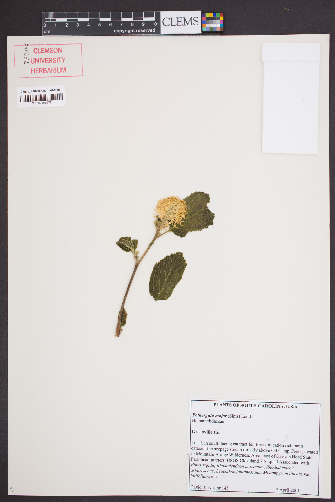 Fothergilla major image