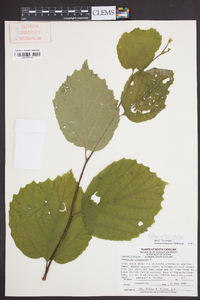 Fothergilla major image