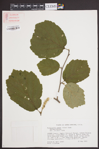 Fothergilla major image