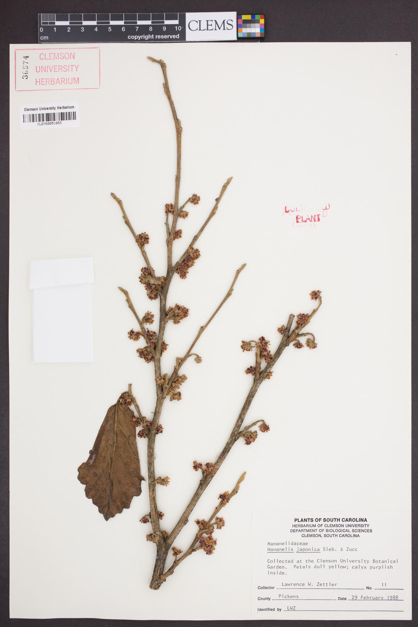 Hamamelis japonica image