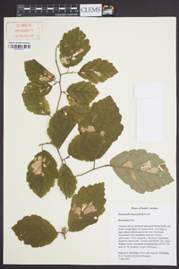 Hamamelis macrophylla image