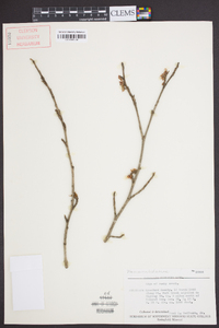 Hamamelis vernalis image