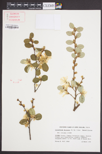 Loropetalum chinense image