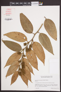 Leucothoe fontanesiana image