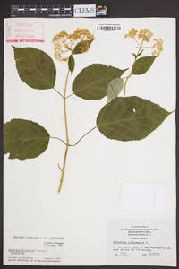 Hydrangea arborescens subsp. arborescens image
