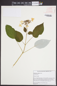 Hydrangea radiata image