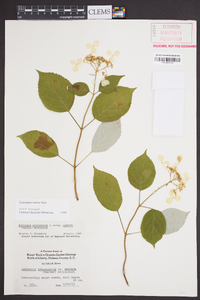 Hydrangea radiata image