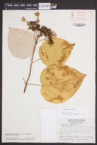 Hydrangea radiata image