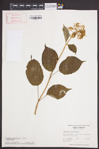 Hydrangea arborescens subsp. arborescens image