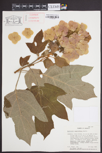 Hydrangea quercifolia image