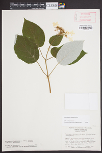 Hydrangea radiata image