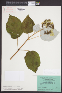 Hydrangea radiata image