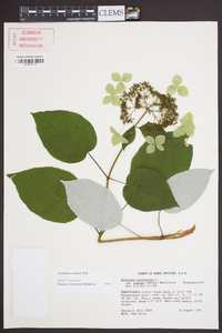 Hydrangea radiata image