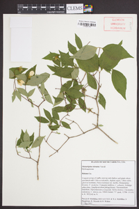 Philadelphus hirsutus image