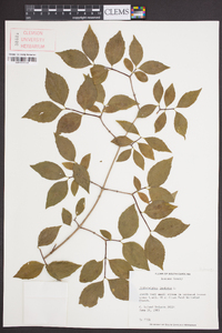 Philadelphus inodorus image