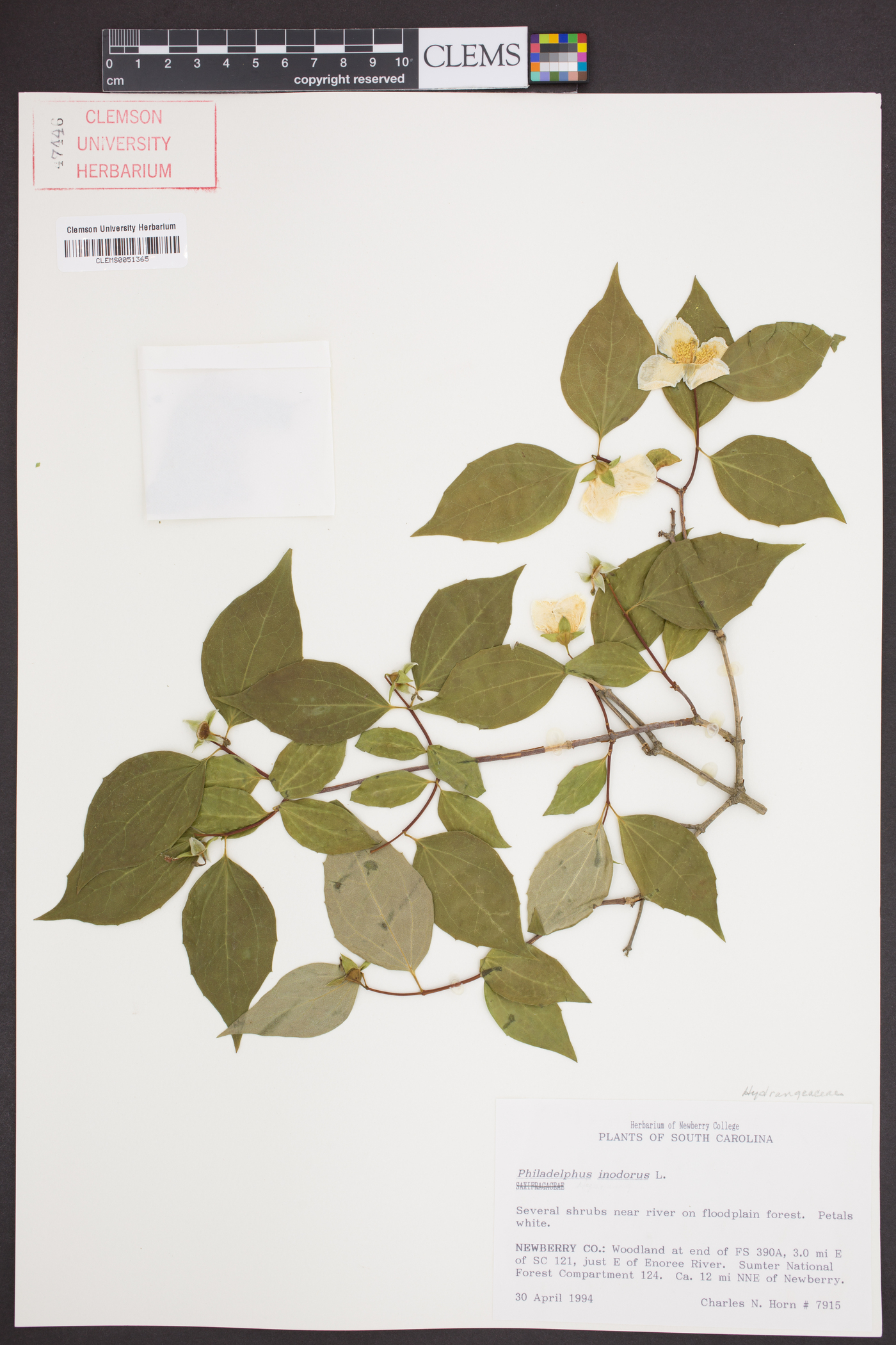 Philadelphus inodorus image