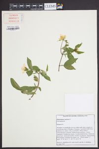 Philadelphus inodorus image